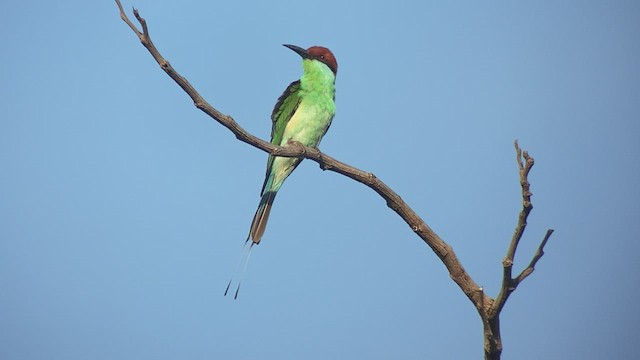 Rufous-crowned Bee-eater - ML434912641