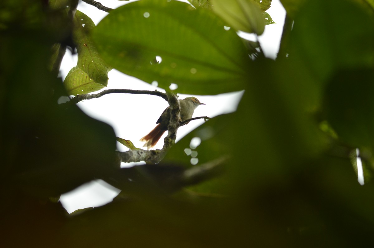 Red-faced Spinetail - ML434912651