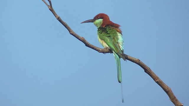 Rufous-crowned Bee-eater - ML434912701