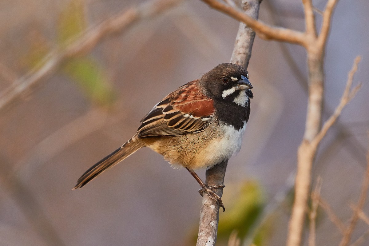 Black-chested Sparrow - Mark Stackhouse