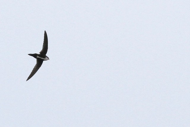 White-throated Swift - ML43491301