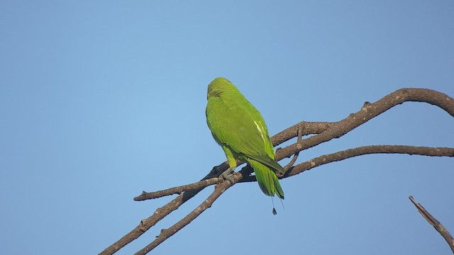 Папужець-віхтьохвіст зелений - ML434913541