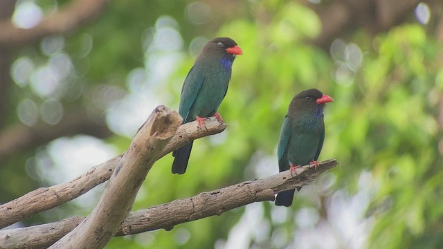 Dollarbird - ML434913751