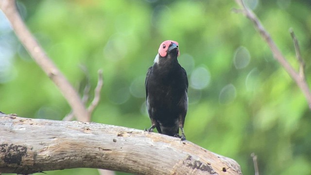 Coleto - ML434914051