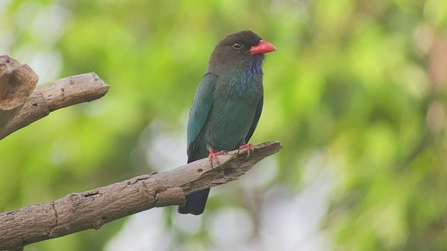 Dollarbird - ML434914291