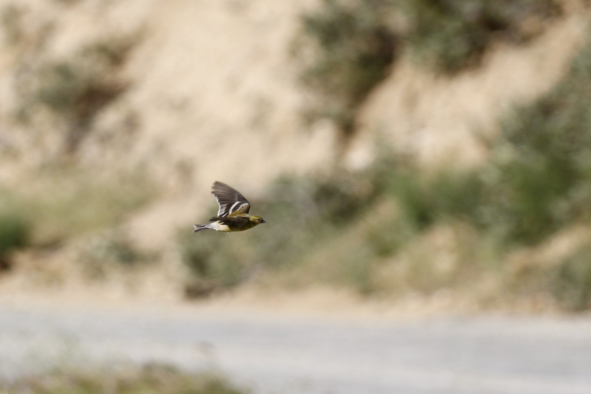 American Goldfinch - ML434916331