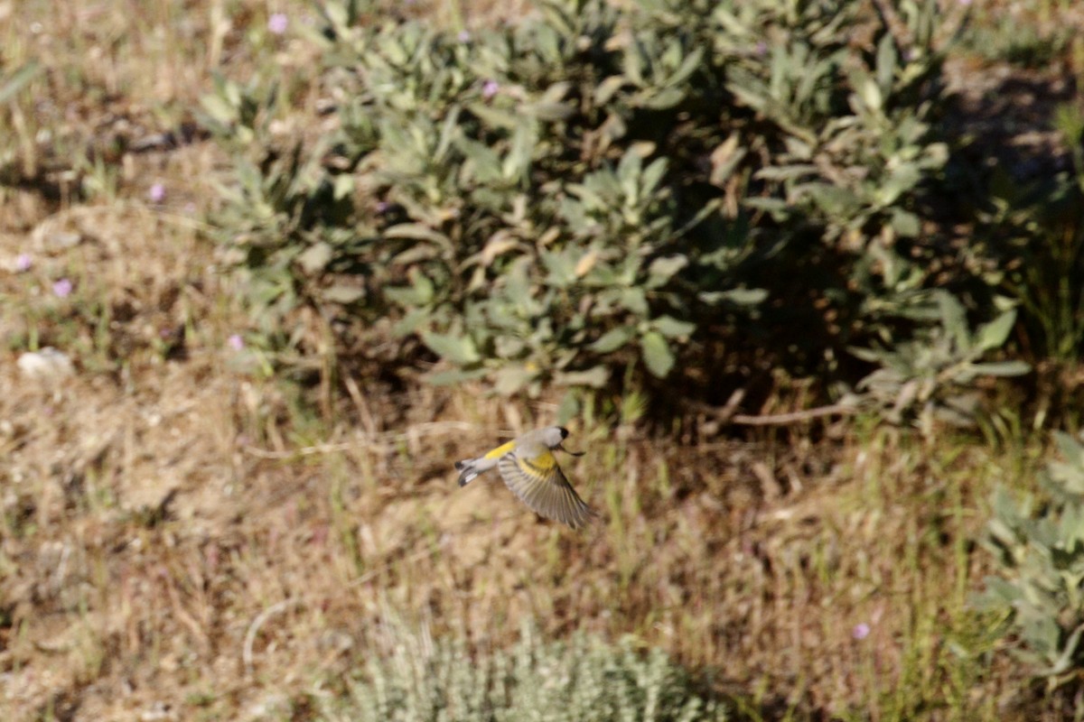 Lawrence's Goldfinch - ML434916411