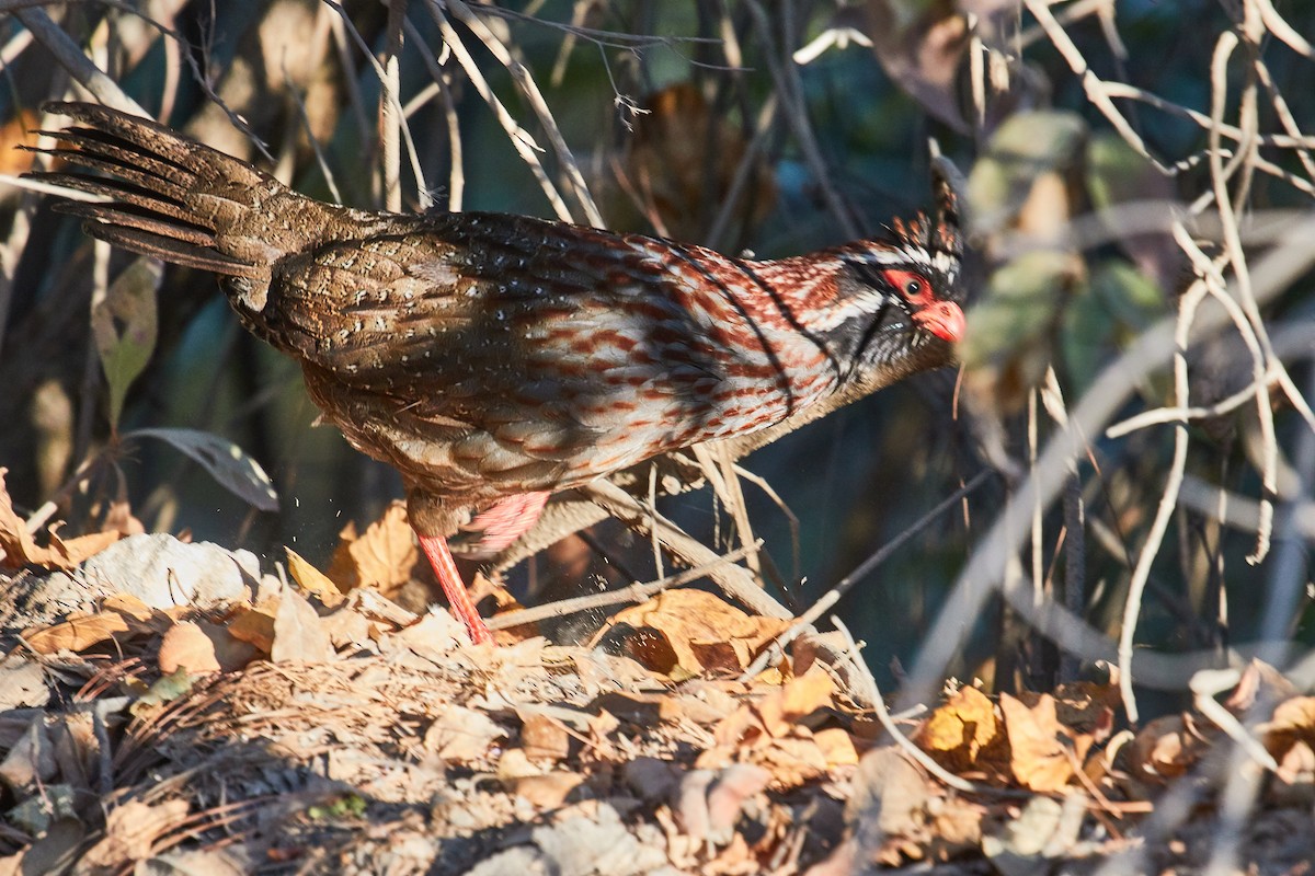 Long-tailed Wood-Partridge - Mark Stackhouse