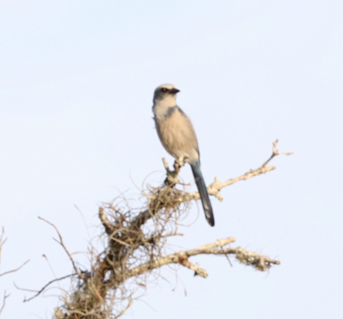 Florida Scrub-Jay - larry nigro