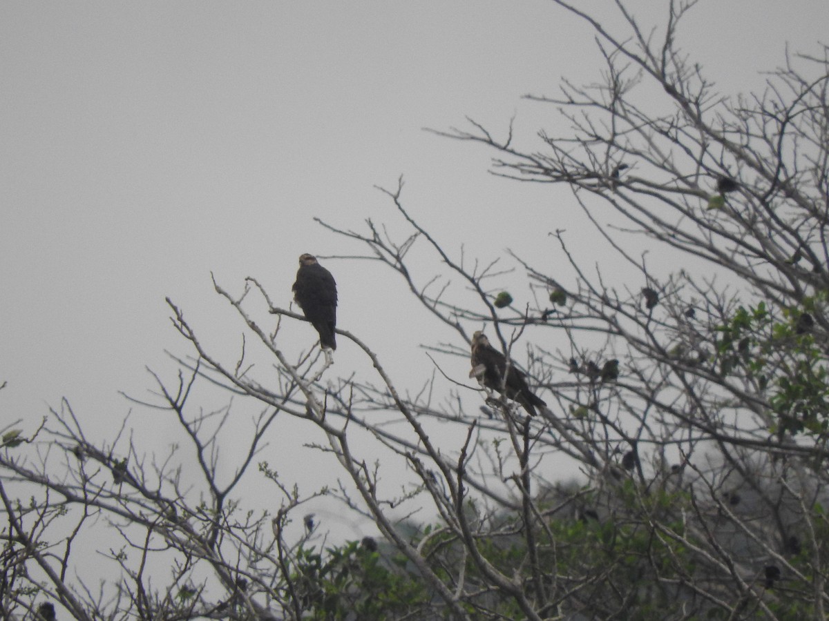 Osprey - Luis  Morales