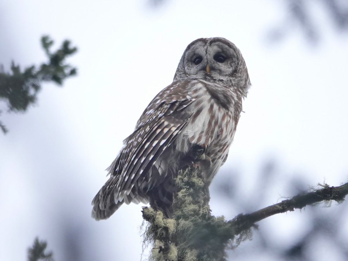 Barred Owl - ML434918141