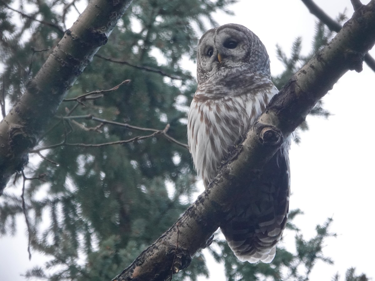 Barred Owl - ML434919911