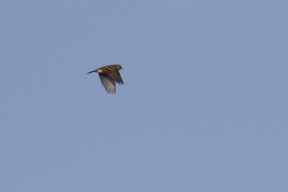 Lawrence's Goldfinch - ML434920161