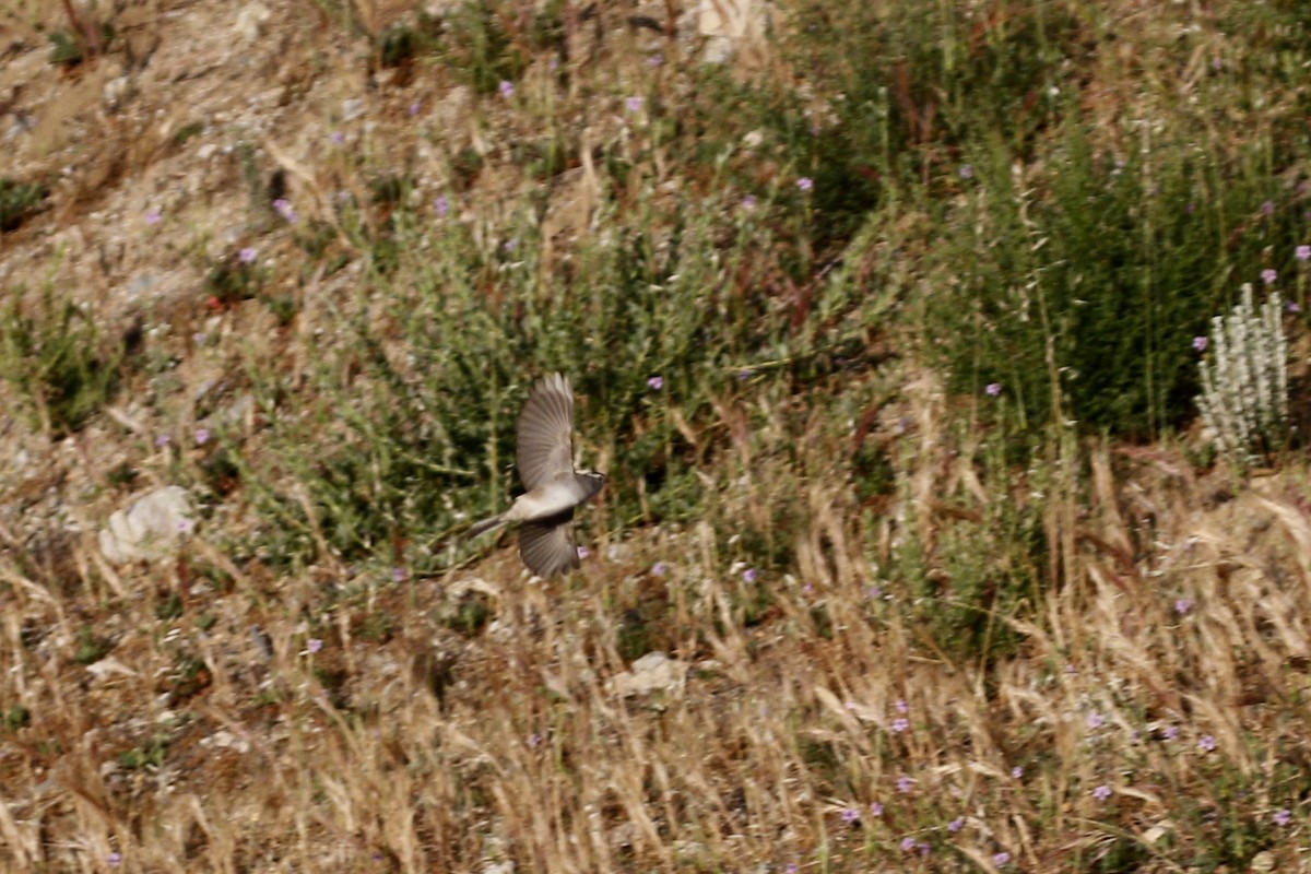 White-crowned Sparrow - ML434920981