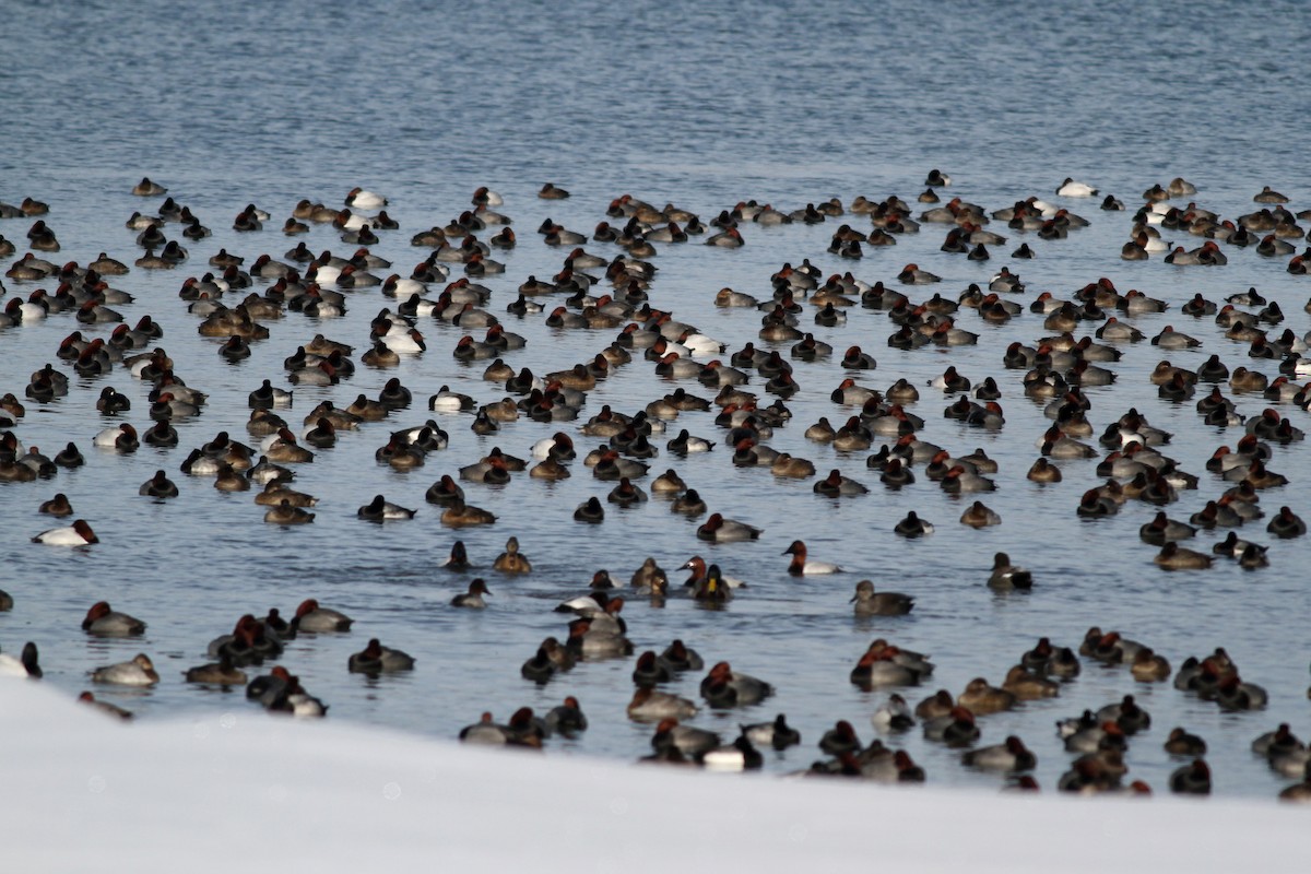 Canvasback - ML43492141