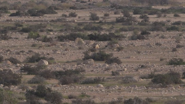 חוברה מדברית - ML434921511