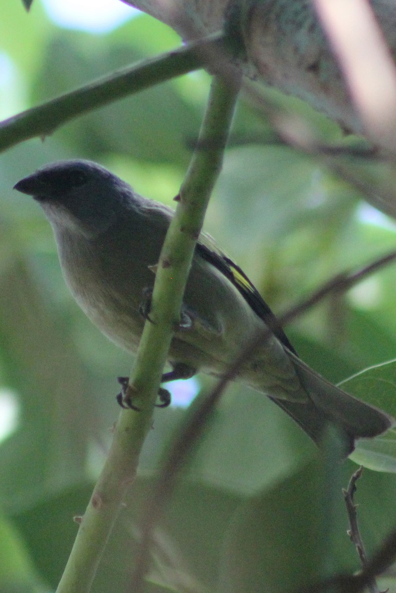 Yellow-winged Tanager - ML43492181