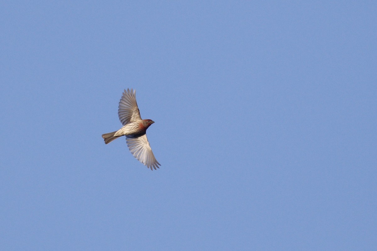 House Finch - ML434921971