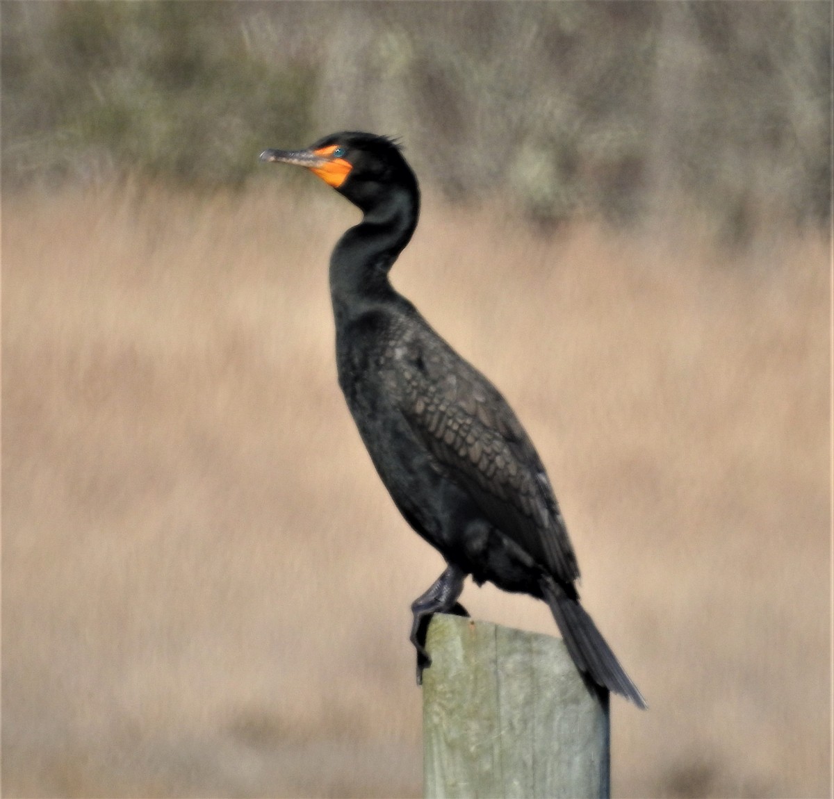 Double-crested Cormorant - GARY STRAUS