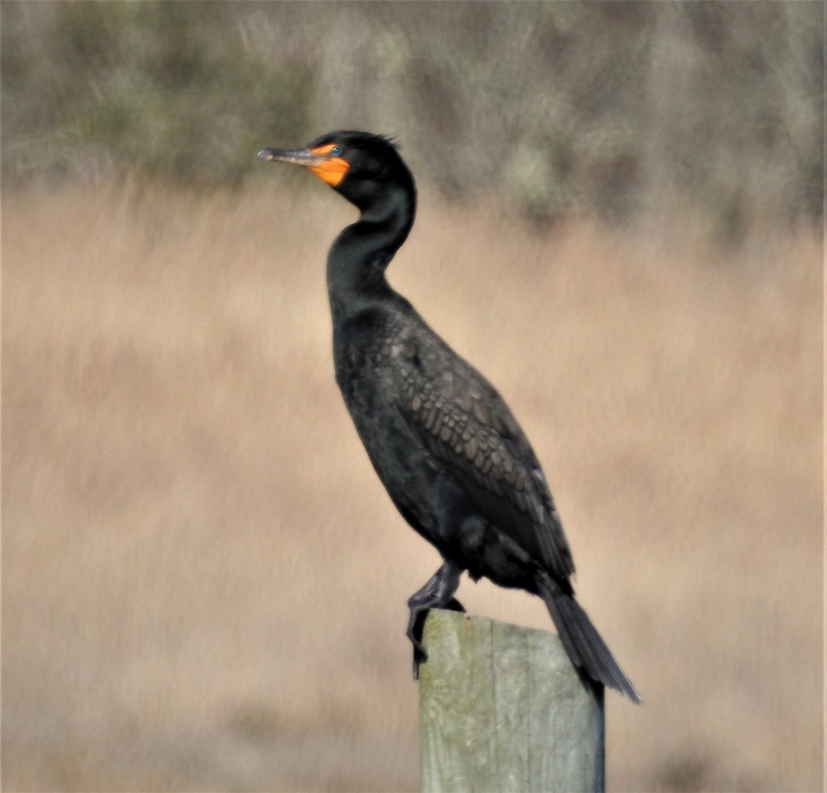 Cormorán Orejudo - ML434922011