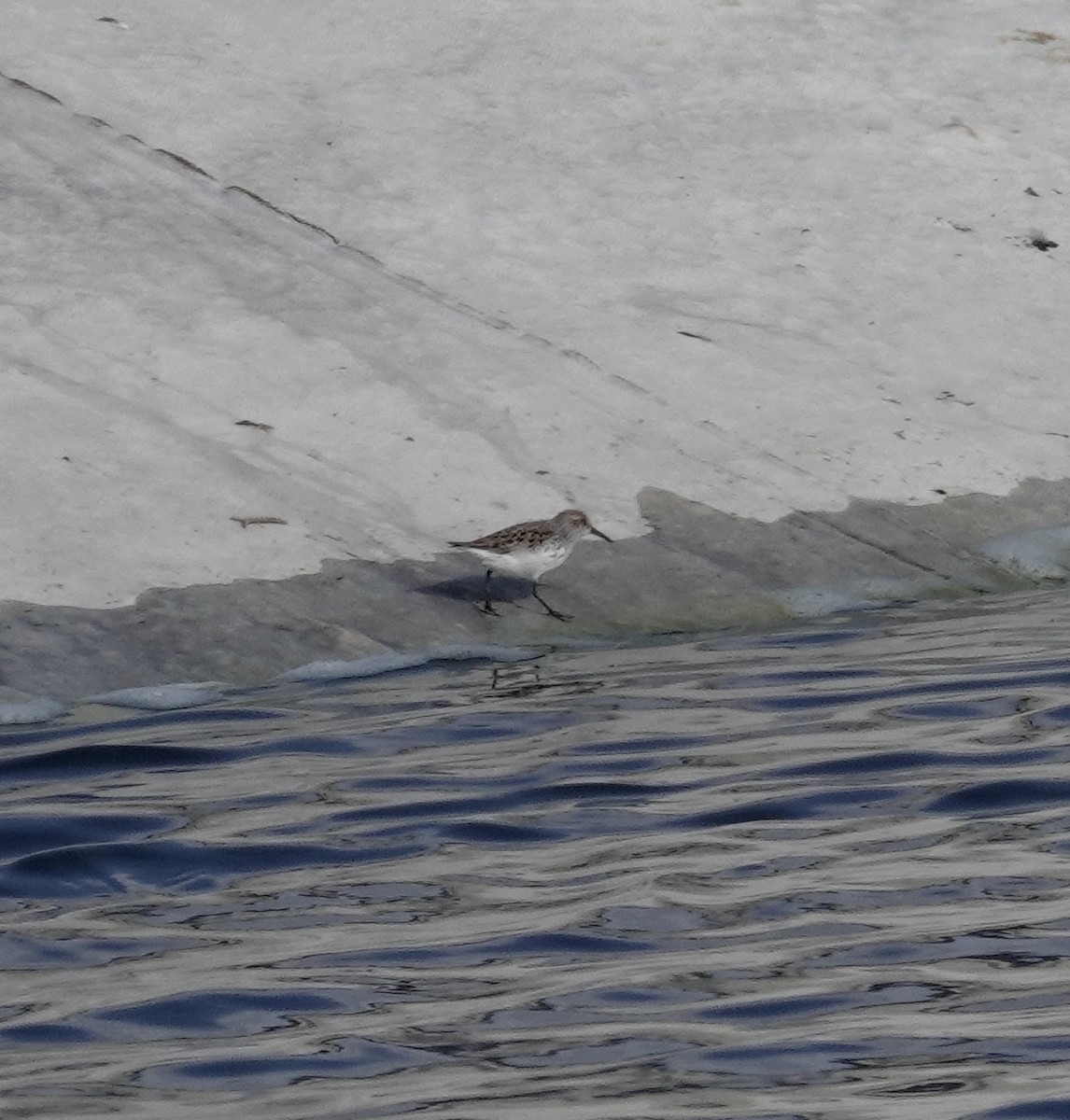 Western Sandpiper - ML434922031