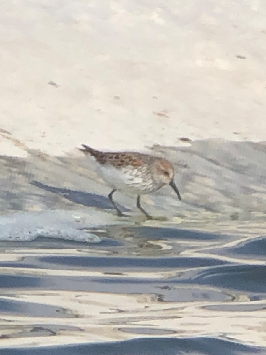 Western Sandpiper - ML434923491