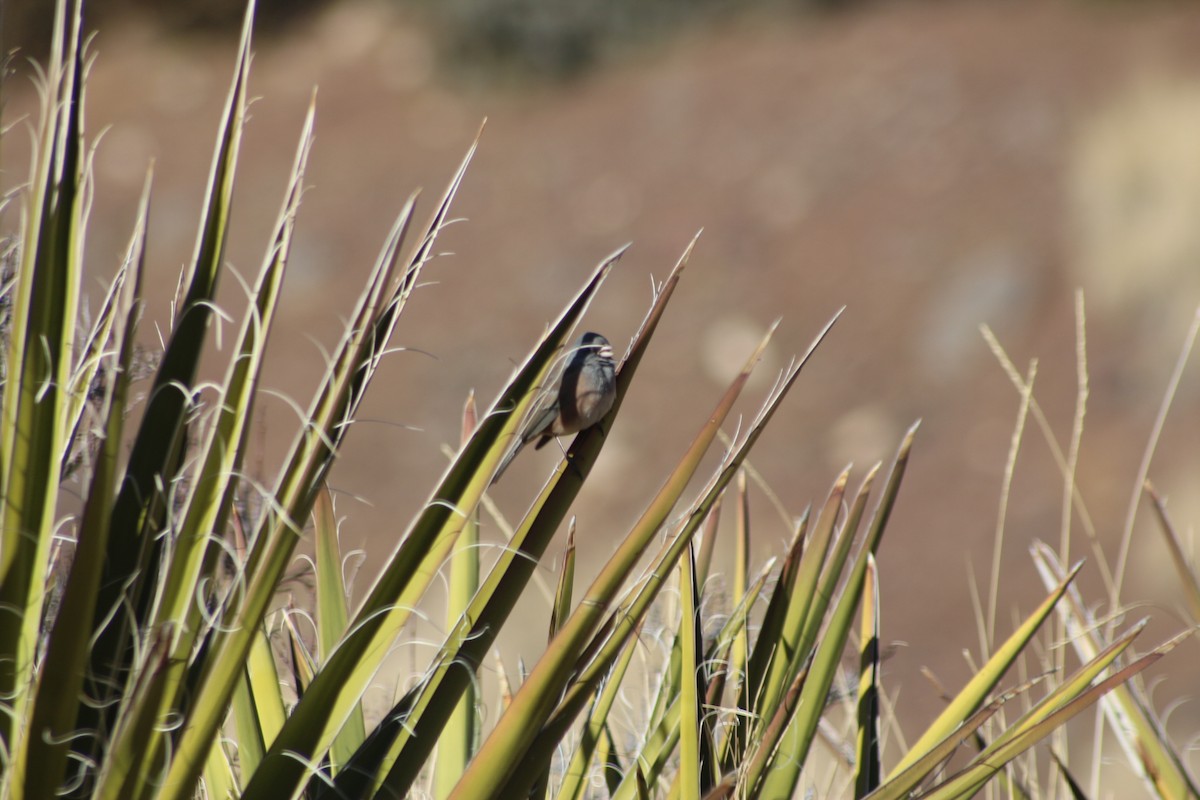 Junco ardoisé - ML434923521