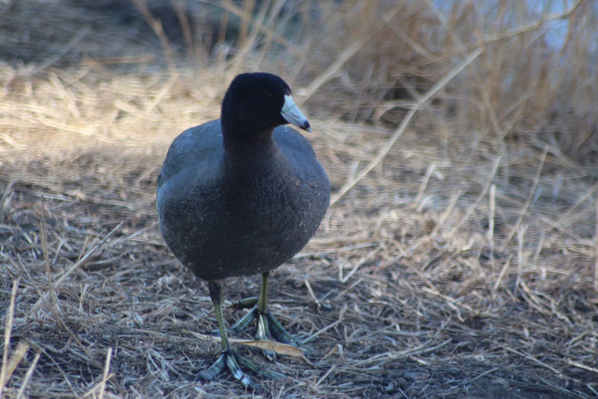 American Coot - ML434923581