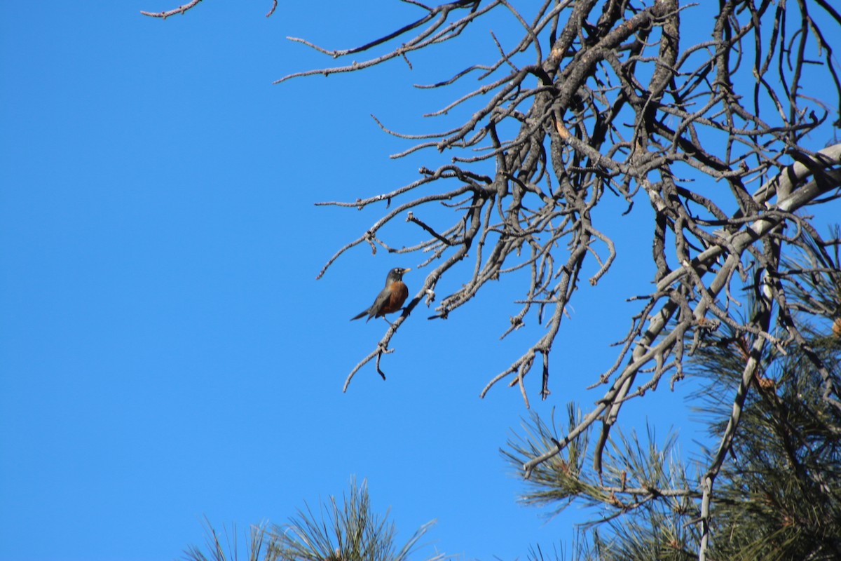 American Robin - Brittain Davis