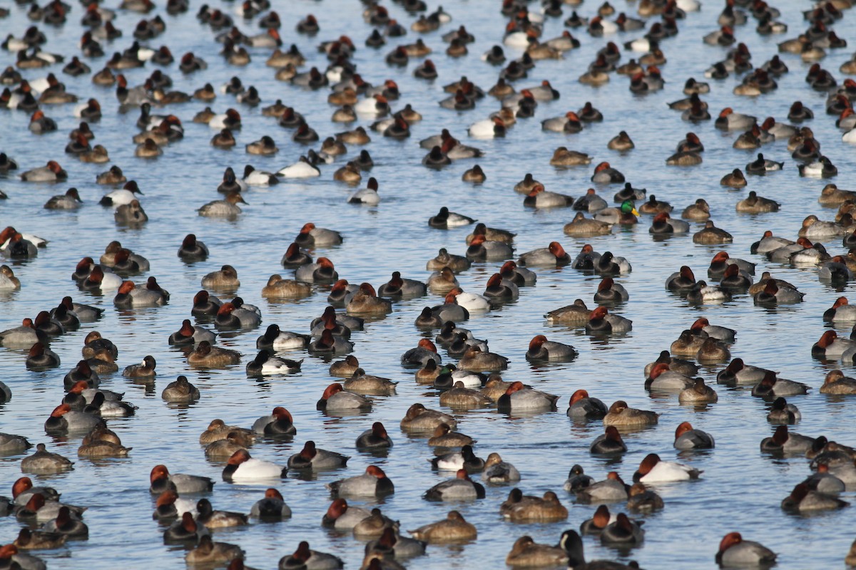 Redhead - Jay McGowan