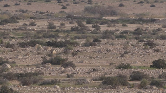 drop obojkový - ML434924251