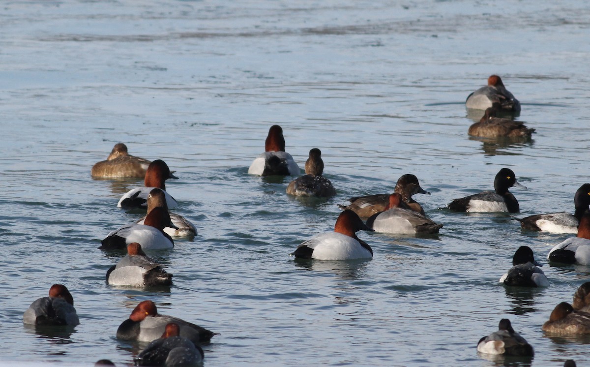 Canvasback - Jay McGowan