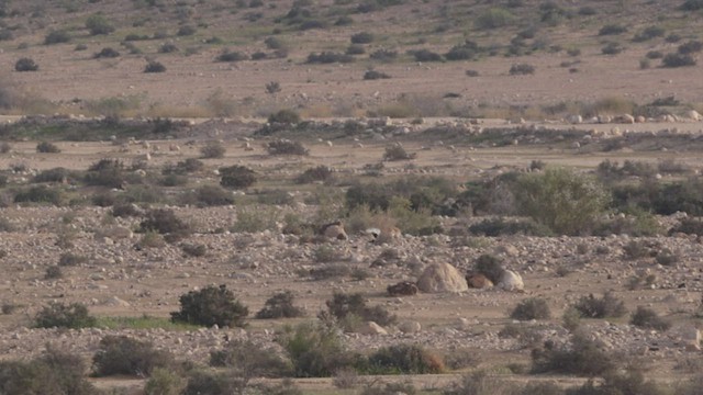 Macqueen's Bustard - ML434927761