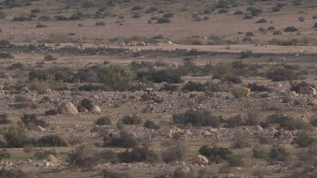 drop obojkový - ML434929241