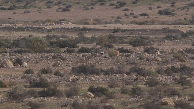 חוברה מדברית - ML434930551