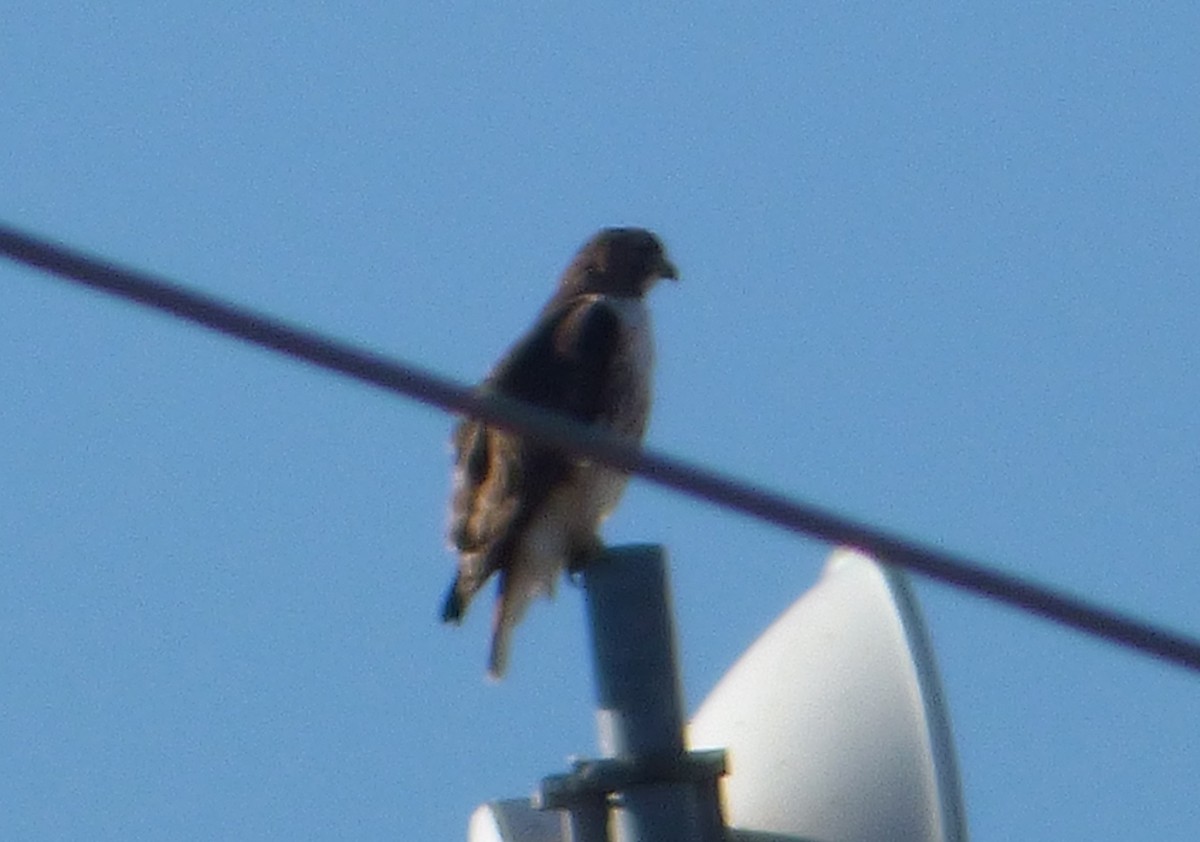 Red-tailed Hawk - ML43493061