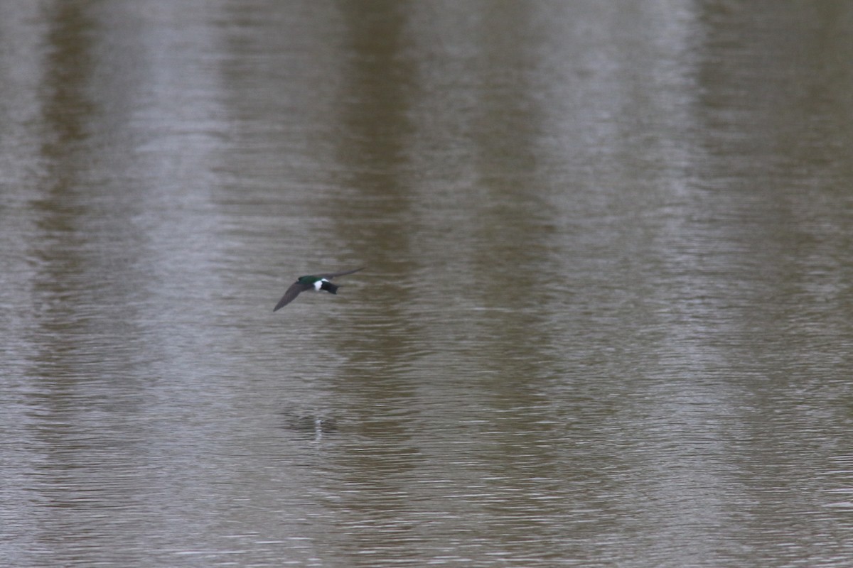 Violet-green Swallow - ML434930701