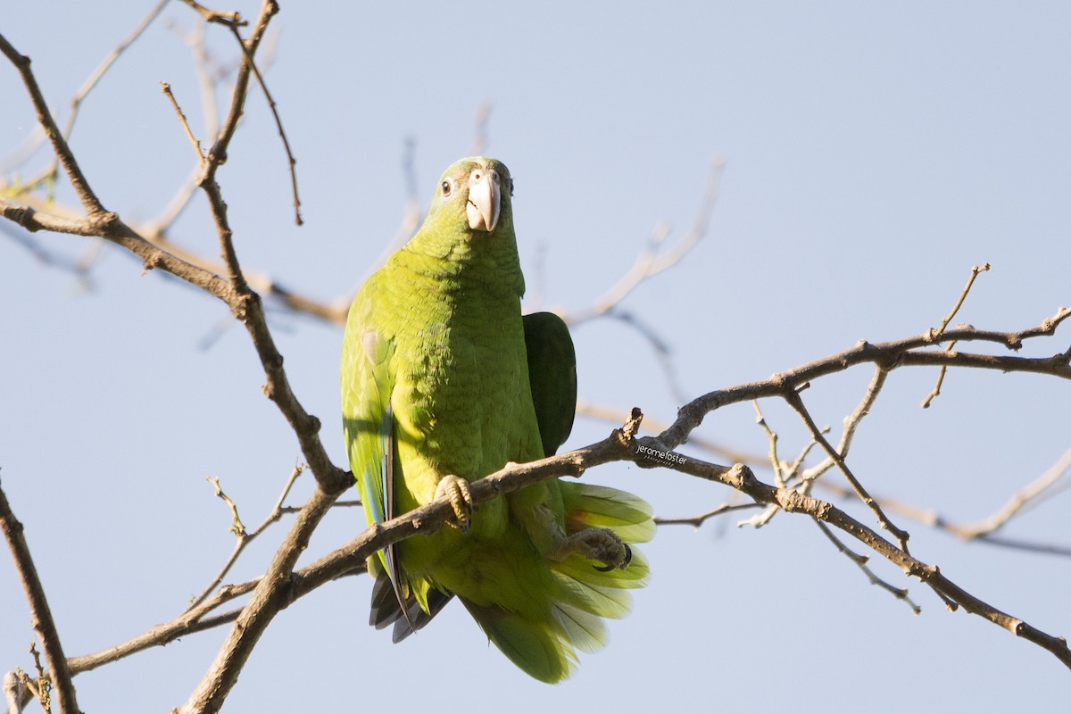 Black-billed Parrot - Jerome Foster