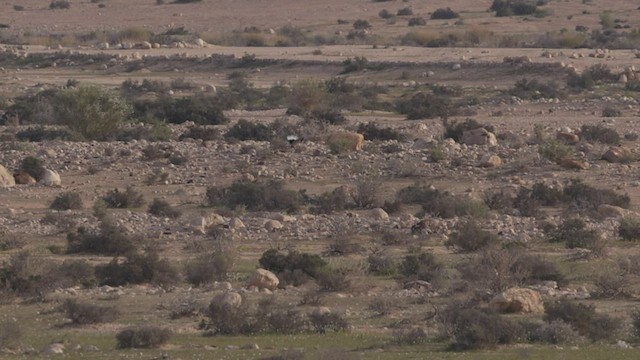 חוברה מדברית - ML434932151