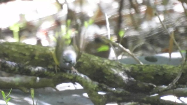 MacGillivray's Warbler - ML434932611