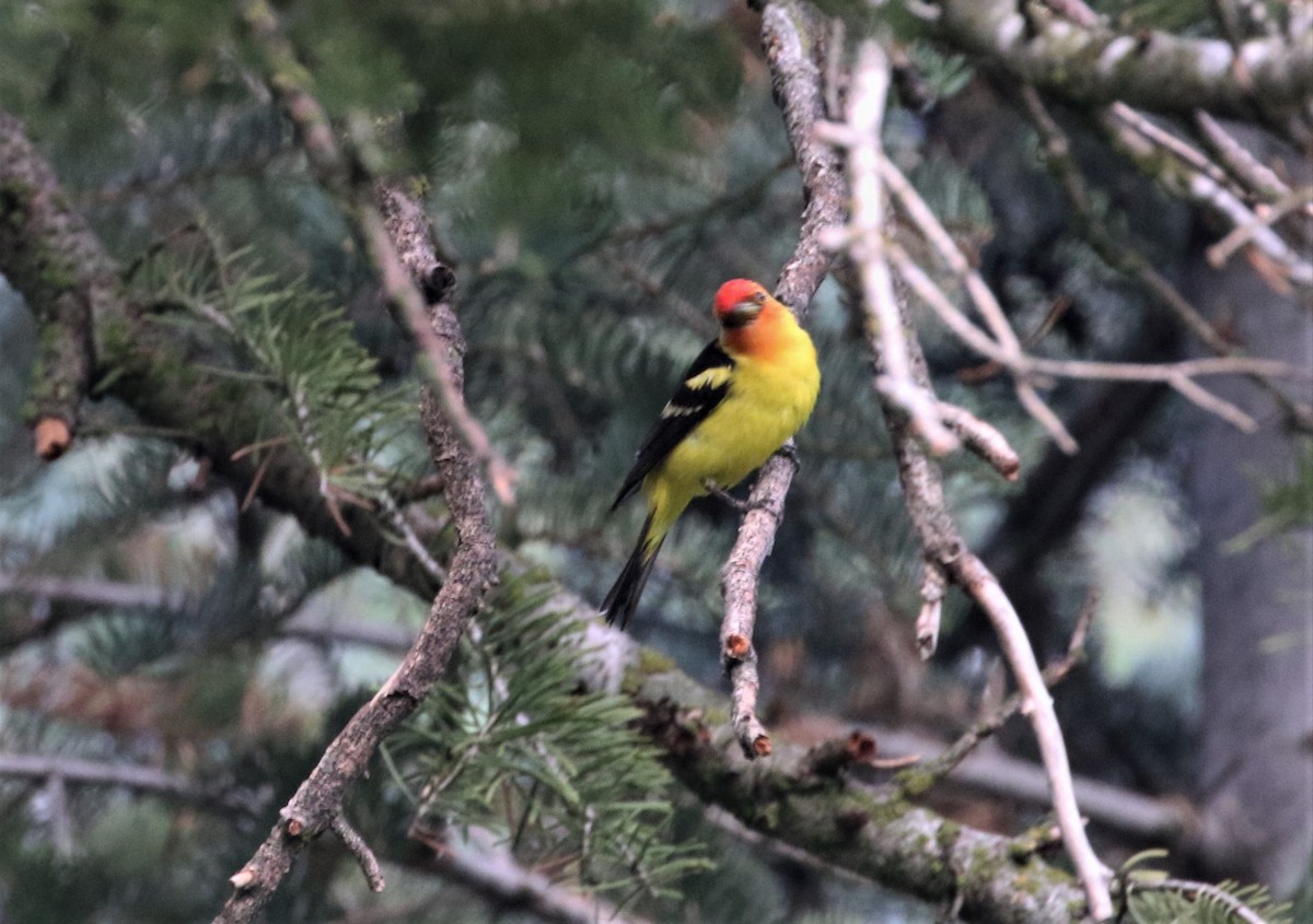 Western Tanager - Diane Eubanks