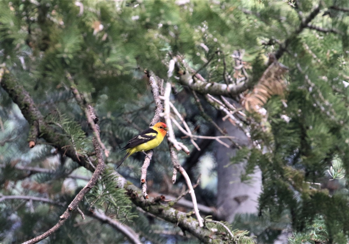 Western Tanager - Diane Eubanks