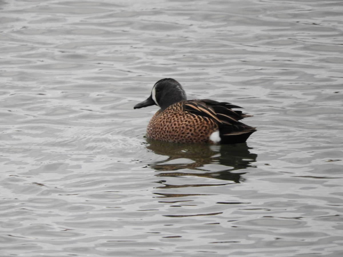 Blue-winged Teal - Chris Ryan