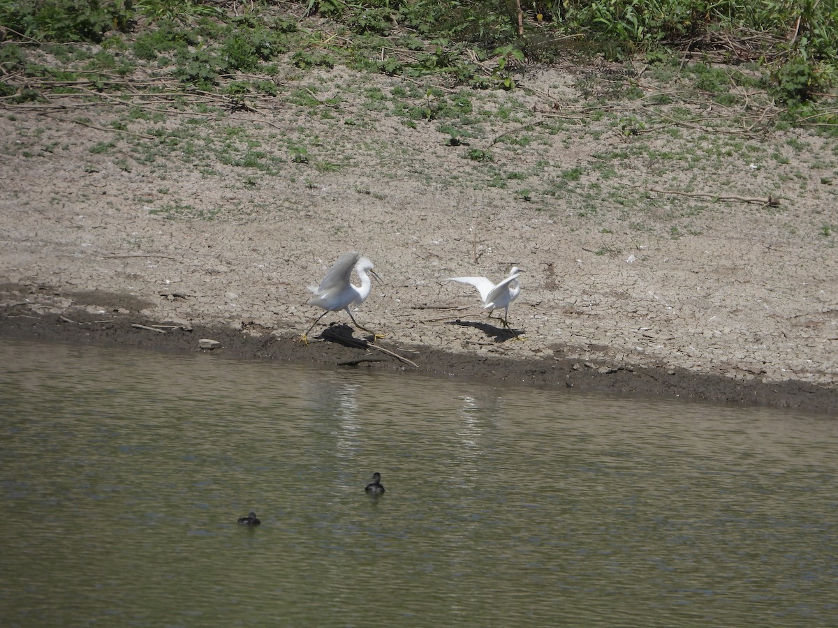 Snowy Egret - ML434936431