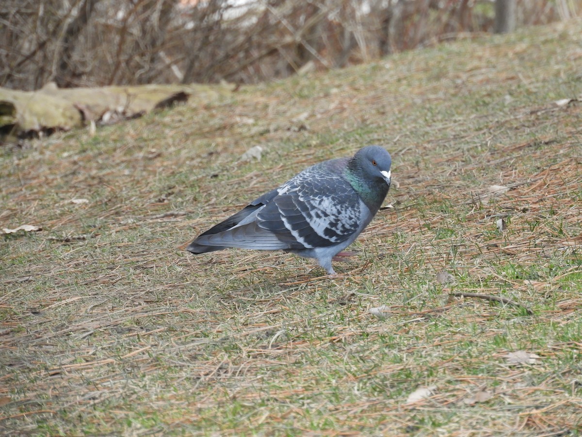 Rock Pigeon (Feral Pigeon) - ML434940411