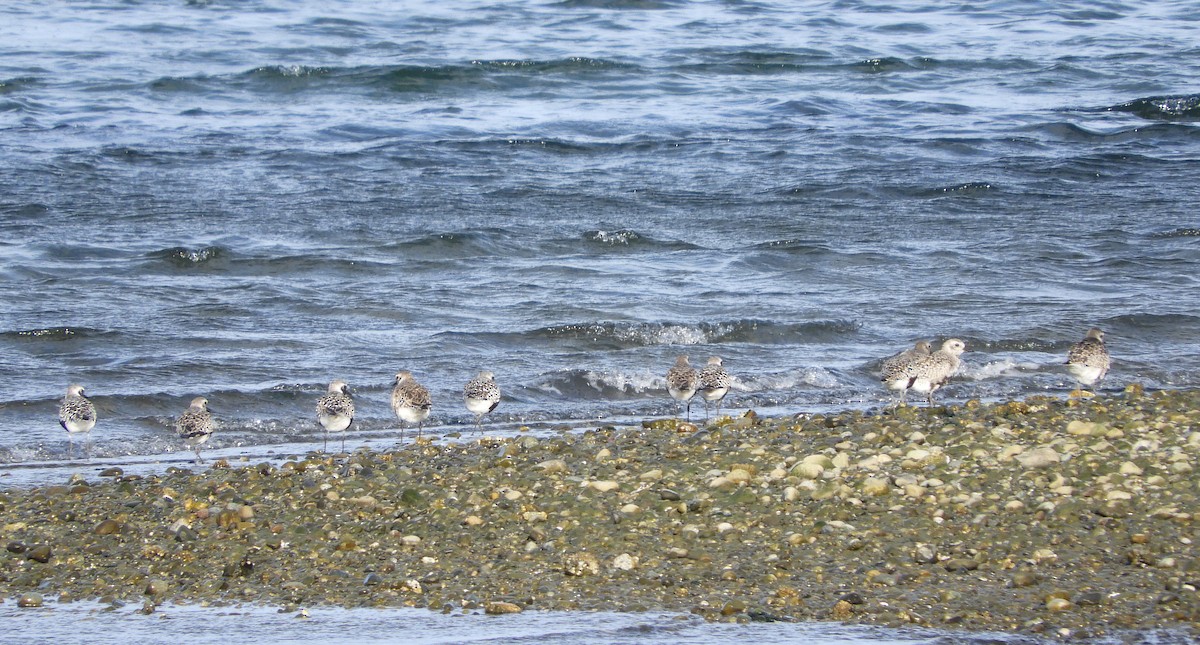 Black-bellied Plover - Ross Lockwood