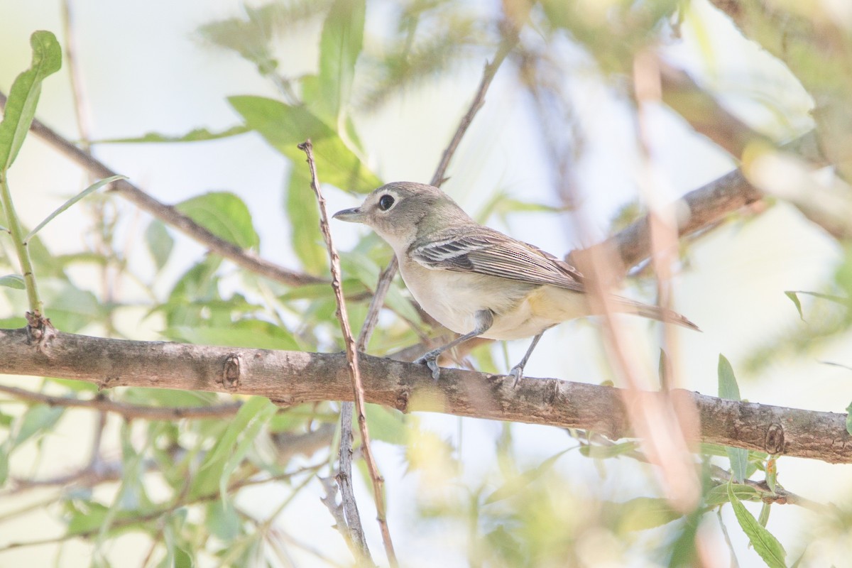 Cassin's/Plumbeous Vireo - Braxton Landsman