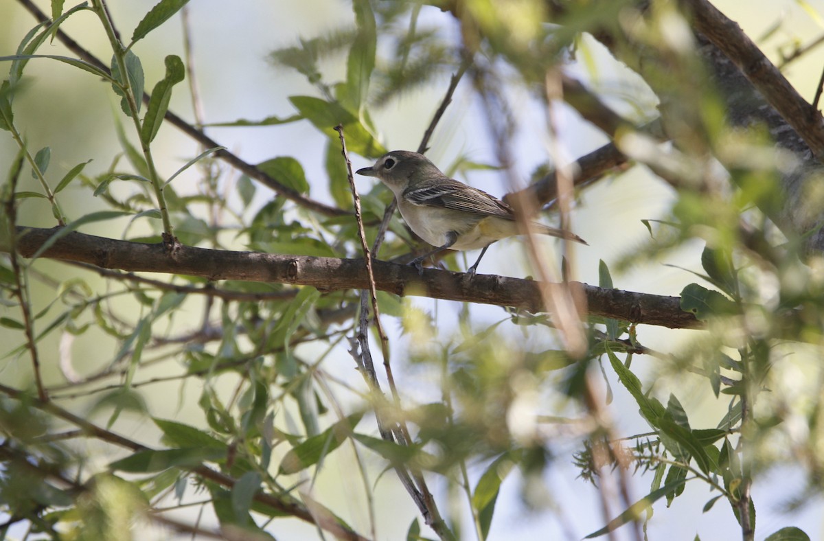 Vireo de Cassin/Plomizo - ML434941851