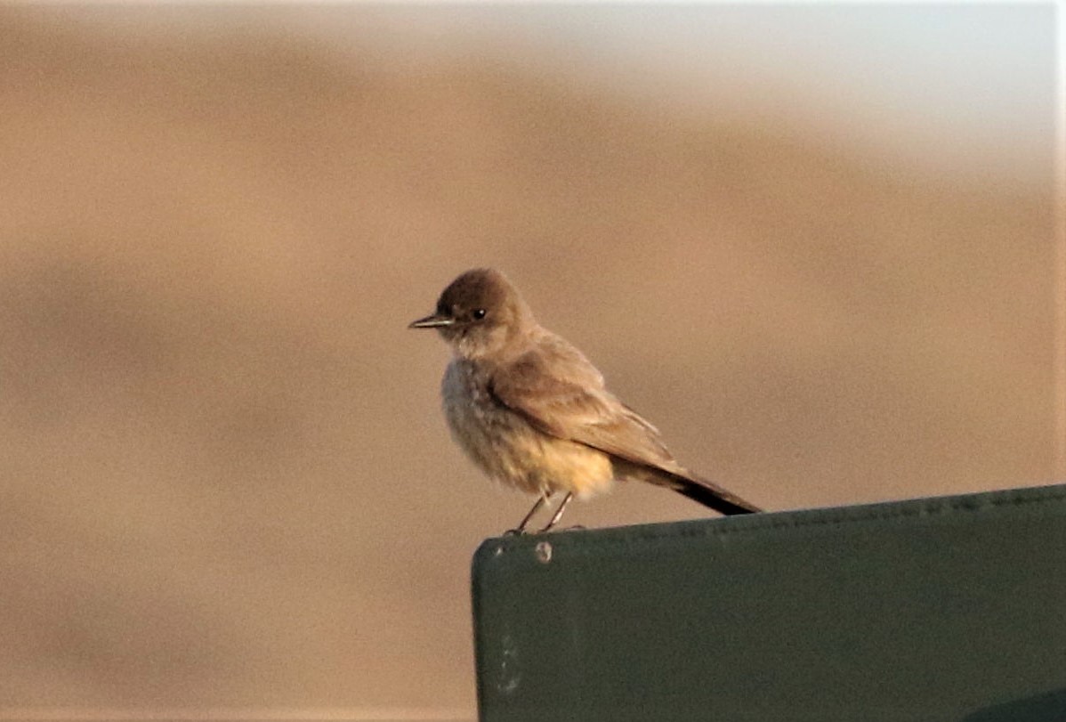 Say's Phoebe - ML434942761