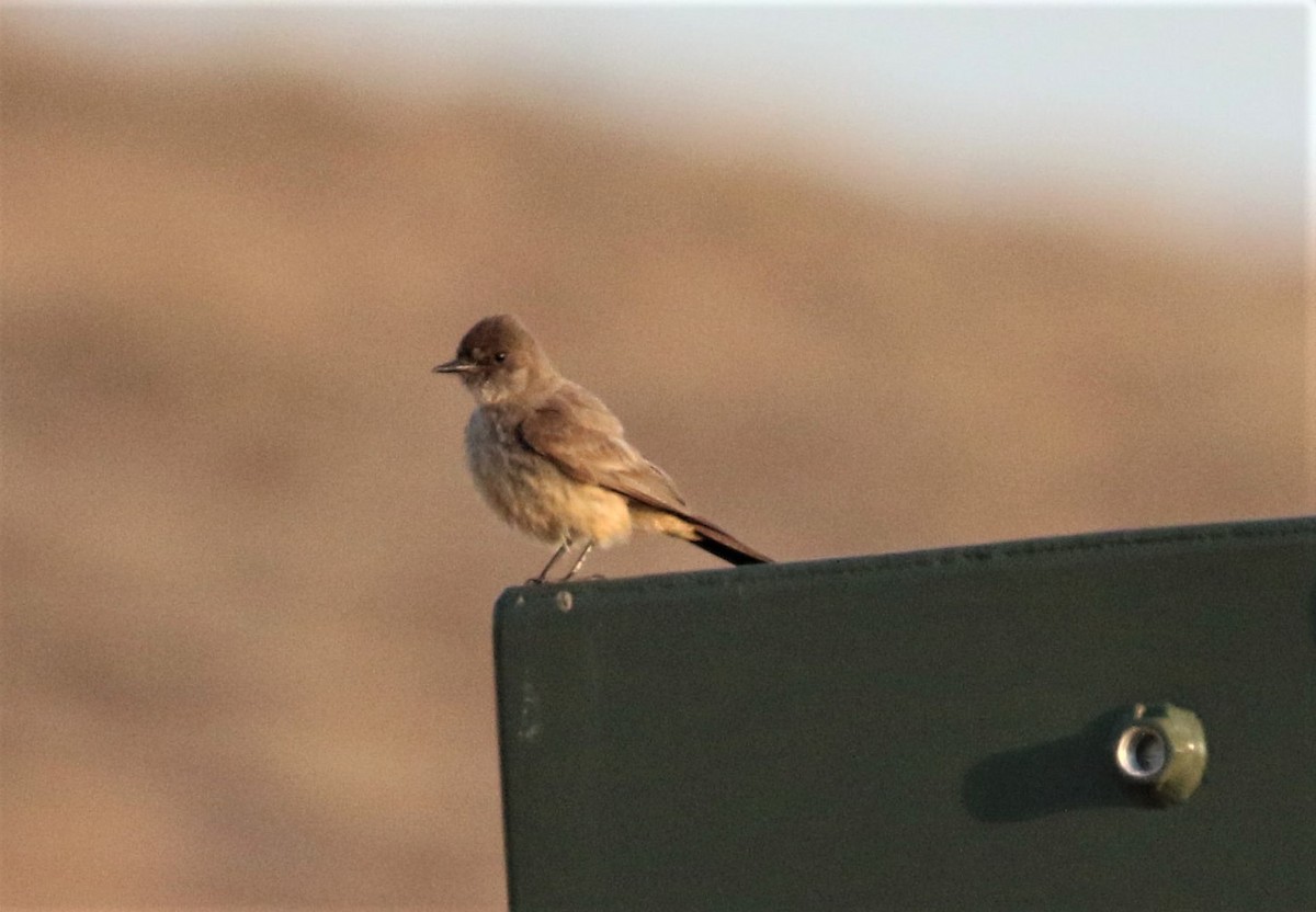Say's Phoebe - ML434942811